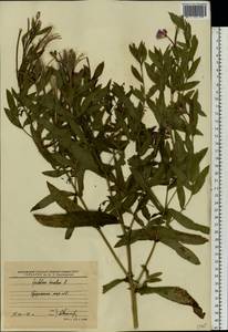 Epilobium hirsutum L., Eastern Europe, Western region (E3) (Russia)