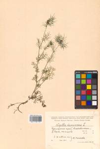 Nigella damascena L., Siberia, Russian Far East (S6) (Russia)