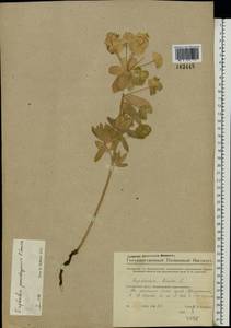 Euphorbia pseudagraria P.A.Smirn., Eastern Europe, Eastern region (E10) (Russia)