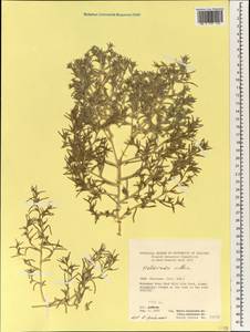 Halimocnemis villosa Kar. & Kir., South Asia, South Asia (Asia outside ex-Soviet states and Mongolia) (ASIA) (Iran)