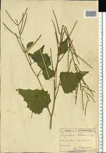 Alliaria petiolata (M.Bieb.) Cavara & Grande, Eastern Europe, Moscow region (E4a) (Russia)