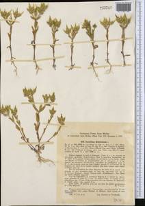Cerastium dichotomum L., Middle Asia, Western Tian Shan & Karatau (M3) (Uzbekistan)