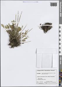 Oreomecon pulvinata subsp. pulvinata, Siberia, Central Siberia (S3) (Russia)