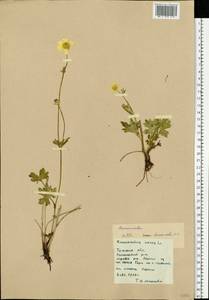 Ranunculus, Eastern Europe, Central region (E4) (Russia)