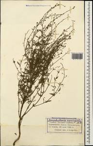 Scrophularia variegata M. Bieb., Caucasus, Azerbaijan (K6) (Azerbaijan)
