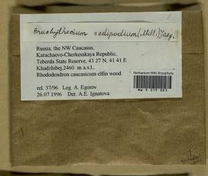 Sciuro -hypnum oedipodium (Mitt.) Ignatov & Huttunen, Bryophytes, Bryophytes - North Caucasus & Ciscaucasia (B12) (Russia)