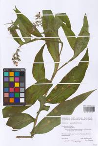 Symphytum ×uplandicum Nyman, Eastern Europe, Western region (E3) (Russia)