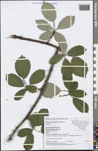 Rubus procerus P. J. Müll. ex Boulay, Eastern Europe, Central region (E4) (Russia)
