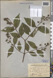 Philadelphus coronarius L., Caucasus, Krasnodar Krai & Adygea (K1a) (Russia)