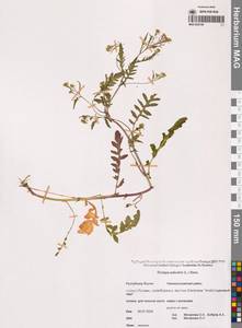 Rorippa palustris (L.) Besser, Siberia, Yakutia (S5) (Russia)
