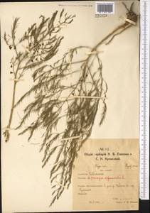 Asparagus officinalis L., Middle Asia, Northern & Central Kazakhstan (M10) (Kazakhstan)