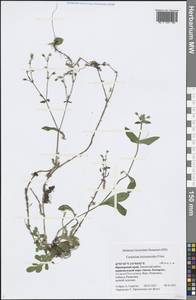 Cerastium holosteoides Fr., Siberia, Russian Far East (S6) (Russia)