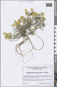 Odontarrhena obovata C. A. Mey., Siberia, Baikal & Transbaikal region (S4) (Russia)