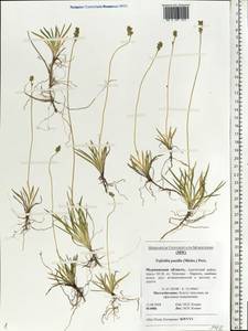 Tofieldia pusilla (Michx.) Pers., Eastern Europe, Northern region (E1) (Russia)