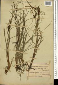 Carex flacca subsp. erythrostachys (Hoppe) Holub, Caucasus, Azerbaijan (K6) (Azerbaijan)
