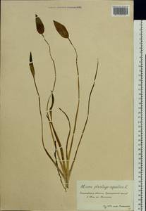 Alisma plantago-aquatica L., Eastern Europe, Middle Volga region (E8) (Russia)