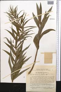 Polygonatum sewerzowii Regel, Middle Asia, Western Tian Shan & Karatau (M3) (Kazakhstan)