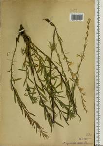 Silene tatarica (L.) Pers., Eastern Europe, Moscow region (E4a) (Russia)