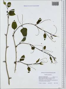 Smilax excelsa L., Caucasus, Black Sea Shore (from Novorossiysk to Adler) (K3) (Russia)