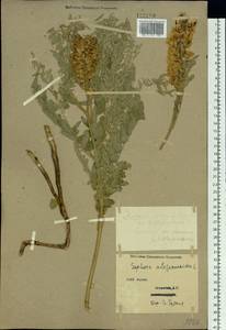 Sophora alopecuroides L., Siberia, Western (Kazakhstan) Altai Mountains (S2a) (Kazakhstan)