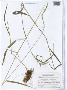Elymus, Siberia, Central Siberia (S3) (Russia)