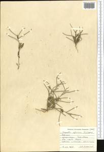 Strigosella africana (L.) Botsch., Middle Asia, Northern & Central Tian Shan (M4) (Kyrgyzstan)