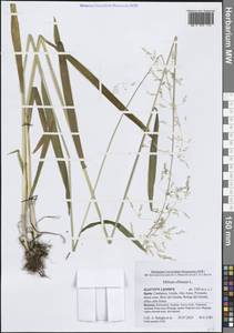 Milium effusum L., Western Europe (EUR) (Spain)