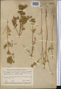 Petrosimonia sibirica (C. A. Mey.) Bunge, Middle Asia, Muyunkumy, Balkhash & Betpak-Dala (M9) (Kazakhstan)