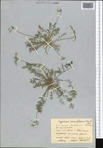 Hypecoum parviflorum Kar. & Kir., Middle Asia, Western Tian Shan & Karatau (M3) (Kyrgyzstan)