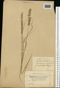 Melica ciliata L., Eastern Europe, Latvia (E2b) (Latvia)