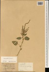 Amaranthus viridis L., South Asia, South Asia (Asia outside ex-Soviet states and Mongolia) (ASIA) (China)