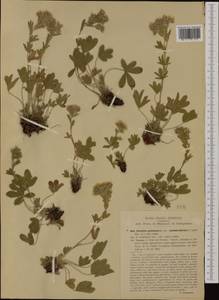 Potentilla caulescens L., Western Europe (EUR) (Italy)