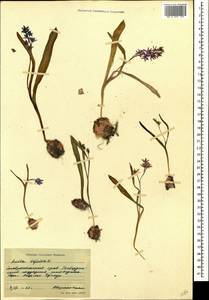 Scilla bifolia L., Caucasus, Stavropol Krai, Karachay-Cherkessia & Kabardino-Balkaria (K1b) (Russia)