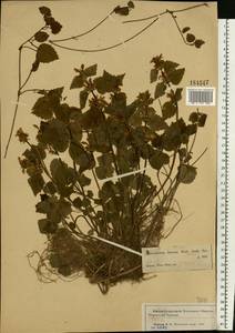 Lamium galeobdolon subsp. galeobdolon, Eastern Europe, Moscow region (E4a) (Russia)