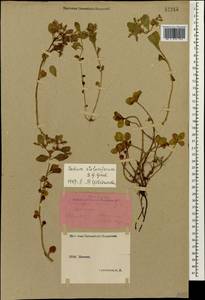 Phedimus stolonifer (S. G. Gmel.) 't Hart, Caucasus, Stavropol Krai, Karachay-Cherkessia & Kabardino-Balkaria (K1b) (Russia)