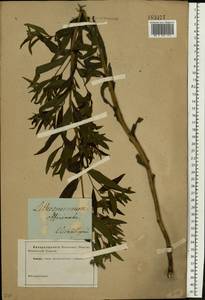 Lithospermum officinale L., Eastern Europe, South Ukrainian region (E12) (Ukraine)