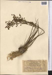 Juncus articulatus L., Middle Asia, Northern & Central Tian Shan (M4) (Kazakhstan)