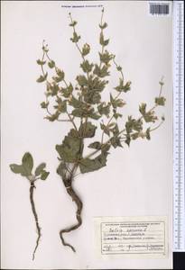 Salvia spinosa L., Middle Asia, Kopet Dag, Badkhyz, Small & Great Balkhan (M1) (Turkmenistan)