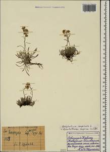 Omalotheca supina (L.) Cass., Caucasus, Stavropol Krai, Karachay-Cherkessia & Kabardino-Balkaria (K1b) (Russia)