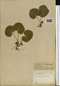 Asarum europaeum L., Eastern Europe, Central forest-and-steppe region (E6) (Russia)