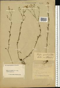 Rorippa sylvestris (L.) Besser, Eastern Europe, Central forest region (E5) (Russia)