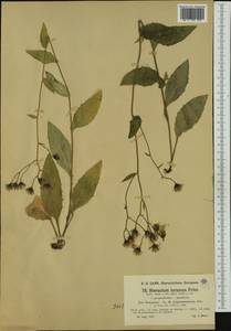 Hieracium jurassicum subsp. elegantissimum (Zahn) Gottschl., Western Europe (EUR) (Austria)