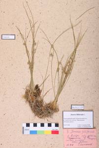 Juncus filiformis L., Siberia, Altai & Sayany Mountains (S2) (Russia)