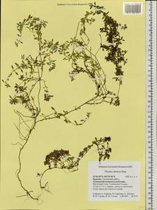 Thymus altaicus Klokov & Des.-Shost., Siberia, Baikal & Transbaikal region (S4) (Russia)