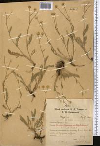 Tanacetum tanacetoides (DC.) Tzvelev, Middle Asia, Northern & Central Kazakhstan (M10) (Kazakhstan)