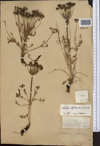 Schulzia albiflora (Kar. & Kir.) Popov, Middle Asia, Dzungarian Alatau & Tarbagatai (M5) (Kazakhstan)