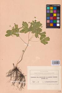 Isopyrum thalictroides L., Eastern Europe, West Ukrainian region (E13) (Ukraine)