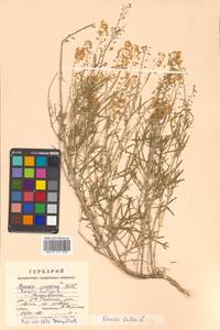 Reseda lutea L., Siberia, Russian Far East (S6) (Russia)