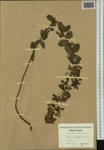 Hypericum maculatum, Western Europe (EUR) (Denmark)