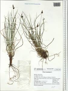 Carex montana L., Western Europe (EUR) (Italy)
